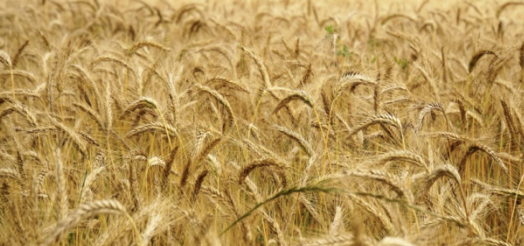 Partage d&rsquo;Évangile – 19 juillet 2026